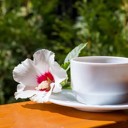 Pensiunea Kronstadt 招待所 3*